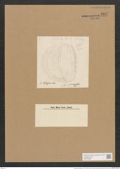 Campylodiscus hodgsonii W. Sm. (de-Toni-Nr.: Genus 57, Species 2432) Zeichnungen Sammlung Grunow Nr. 4897 (NHMW-BOT-W0373094)